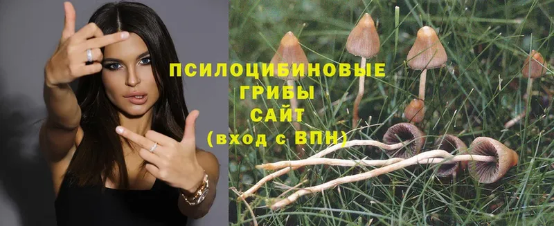 сайты даркнета официальный сайт  Шумерля  Псилоцибиновые грибы Psilocybe 