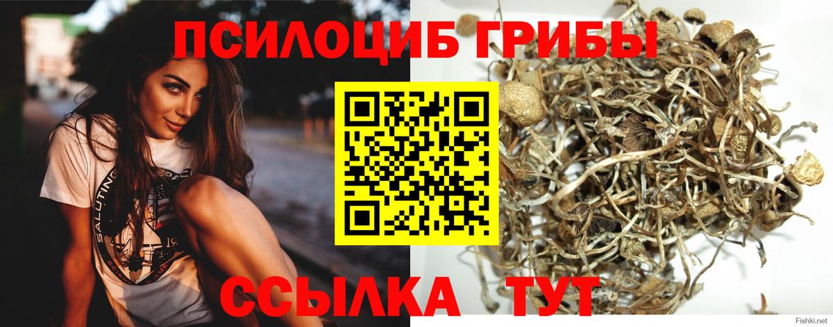 Псилоцибиновые грибы Psilocybe Шумерля